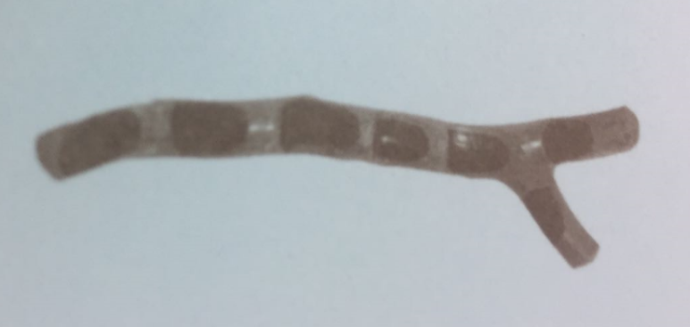 Dr. Sepadi Lieck Stellenangebote