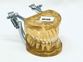 Demonstrationsmodell Wechselgebiss transparent  TOP Demonstrationsmodell Wechselgebiss transparent  TOP