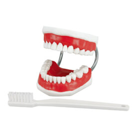 Studienmodell Super-Zahnbürste  St Studienmodell Super-Zahnbürste  St