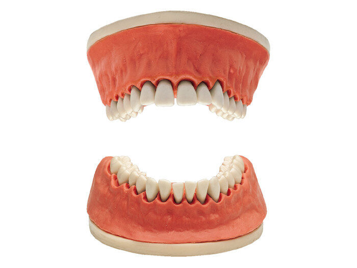 KaVo Parodontologie Studienmodelle | 328556 KaVo Parodontologie Studienmodelle | 328556