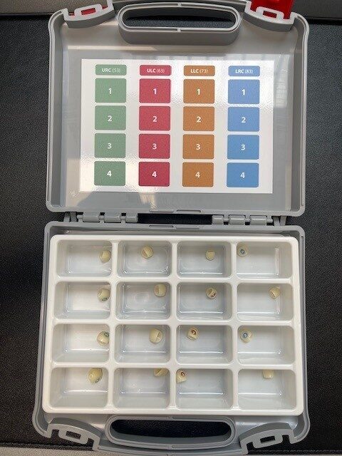 Kiddy Caps Starter Kit inkl. Incisor Upper Kit + Canine Kit | 333789 Kiddy Caps Starter Kit inkl. Incisor Upper Kit + Canine Kit | 333789