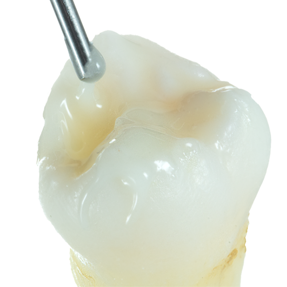 Schütz Dental Capo Bulk Fill Plus | 429480