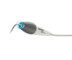 Acteon Newtron Handstück SLIM B.LED – Farbe blau | 439502